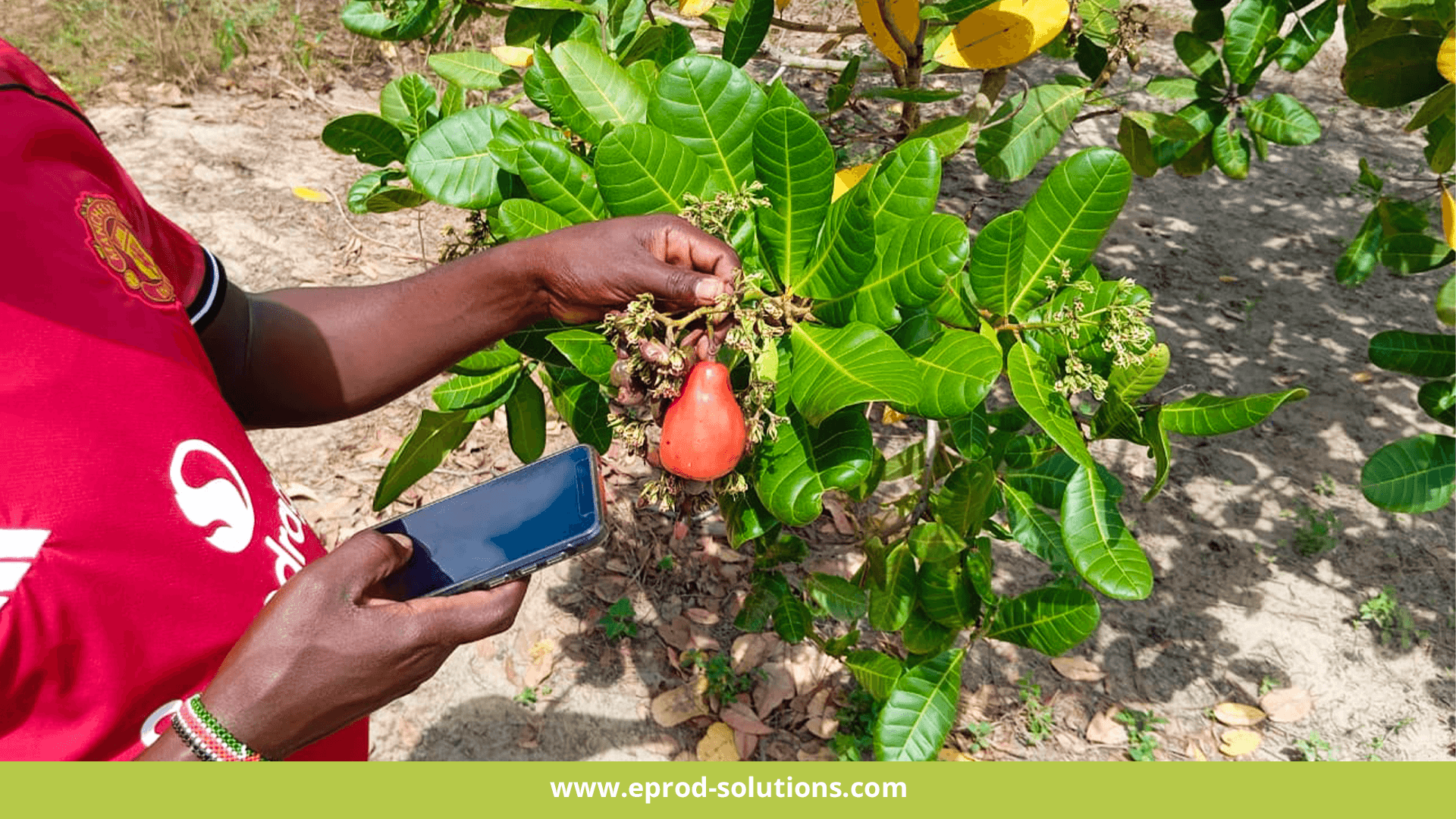 Navigating the Nut Sector: How Digitalization is Cracking Old Challenges